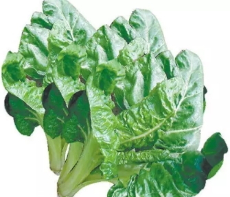君達(dá)菜的營養(yǎng)價(jià)值與功效作用