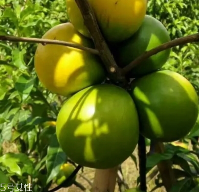 黃晶果多少錢一斤？黃晶果好吃嗎