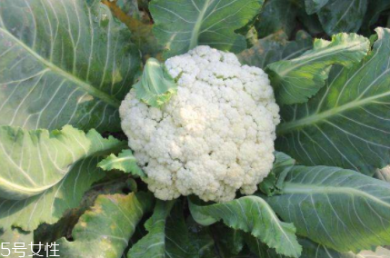 花椰菜吃的是什么部位？花苞部位最營養(yǎng)