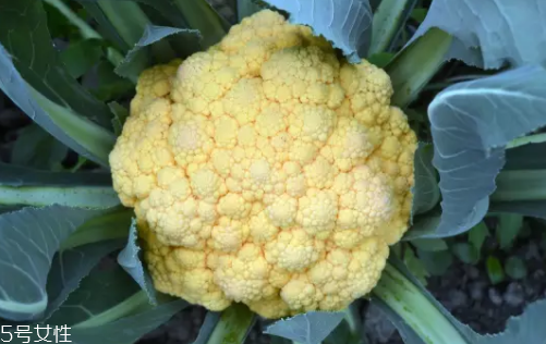 花菜在冰箱能放幾天？不要超過(guò)7天