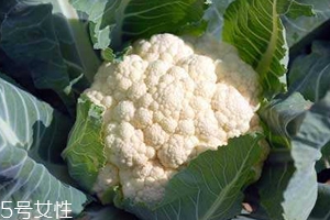 花菜怎么洗才干凈？一定要把蟲子洗掉