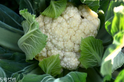 花菜怎么洗才干凈？一定要把蟲子洗掉