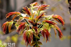 香椿怎樣長期保存？這樣做可儲(chǔ)存一年