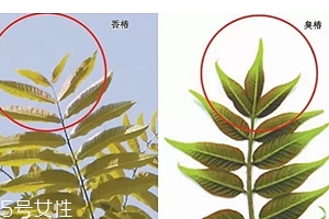 香椿和臭椿有什么區(qū)別？臭椿有毒不能吃