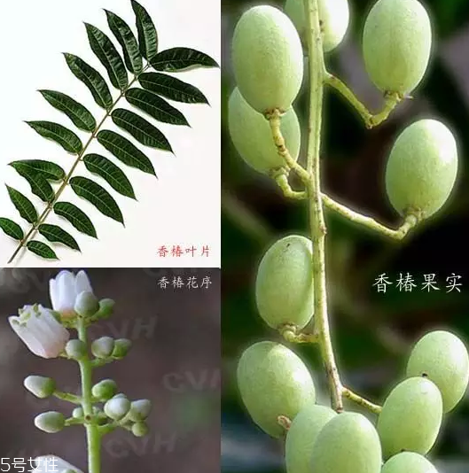 香椿和臭椿有什么區(qū)別？臭椿有毒不能吃