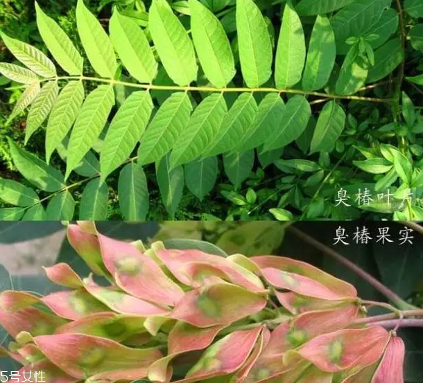 香椿和臭椿有什么區(qū)別？臭椿有毒不能吃