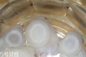 西洋參治什么??？西洋參功效強(qiáng)大