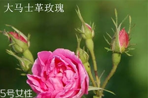 大馬士革玫瑰和平陰玫瑰哪個(gè)好？