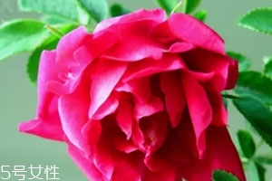 苦水玫瑰多少錢一斤？