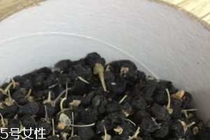 黑枸杞能和紅枸杞一起泡嗎？
