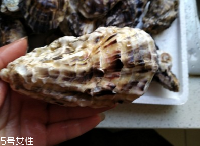 生蠔會有珍珠嗎？有這個可能