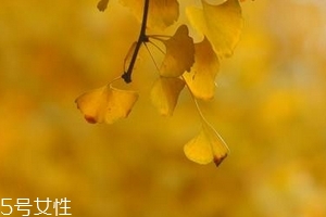 銀杏膠囊主要治什么?。?><p><strong>銀杏膠囊主要治什么??？</strong></p></a></li> <li><a href=