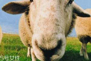 綿羊油和貂油哪個好？