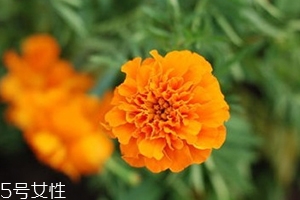 葉黃素多少錢一瓶？