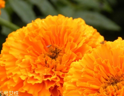 葉黃素和藍(lán)莓素哪個(gè)好？更推薦葉黃素