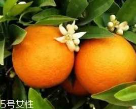 柑橘調香水好聞嗎？吃了這個大橘子