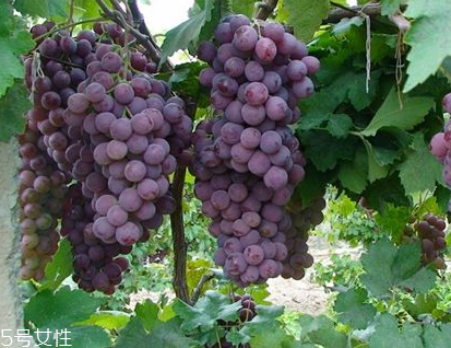 葡萄籽會上火嗎？正常是不會的