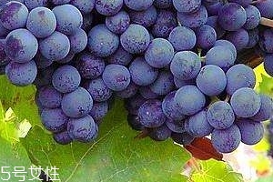 葡萄籽會(huì)長痘嗎？沒有這個(gè)情況