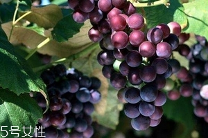 葡萄籽好還是膠原蛋白好？各有千秋