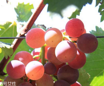 葡萄籽能去黃褐斑嗎？有一定效果