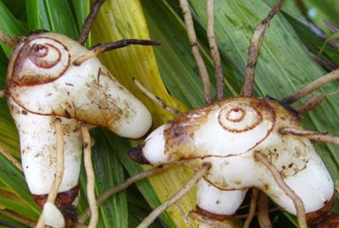 白芨多少錢(qián)一斤 價(jià)格行情