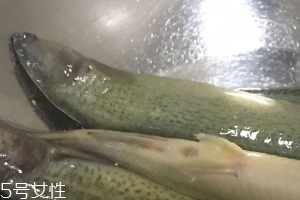 泥鰍會(huì)吃小魚嗎？這個(gè)是不會(huì)的