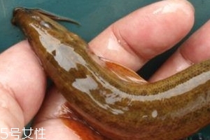 吃泥鰍會(huì)過(guò)敏嗎？一般不會(huì)