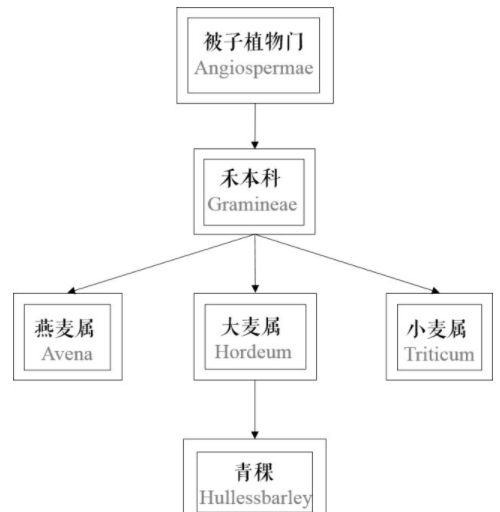 青稞是大麥嗎？青稞是小麥嗎