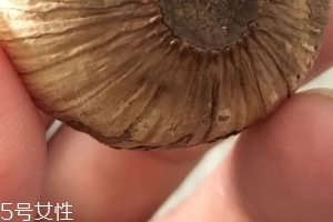 黑蒜是種植出來(lái)的嗎？黑蒜怎么來(lái)的