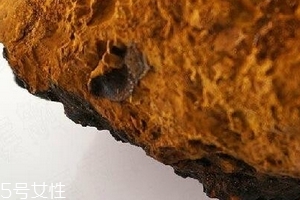 樺樹茸為什么中國(guó)禁止？樺樹茸國(guó)內(nèi)能買到嗎？