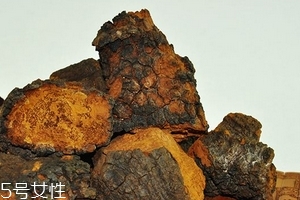 樺樹茸怎么泡水喝？樺樹茸泡水喝法