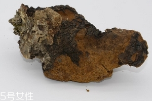 樺樹茸是中藥嗎？樺樹茸屬于中藥嗎
