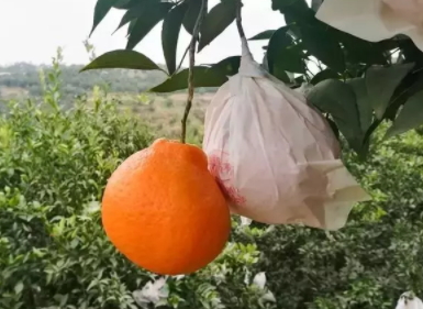 耙耙柑多少錢一斤？耙耙柑市為什么那么貴