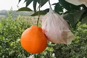 春見為什么叫耙耙柑？春見和耙耙柑區(qū)別