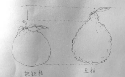 耙耙柑和不知火哪個好？耙耙柑和不知火區(qū)別