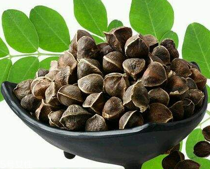 辣木籽能治口臭嗎？口臭吃辣木籽好嗎？