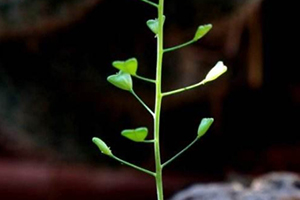 地菜花是什么菜？地菜花是熱性還是涼性