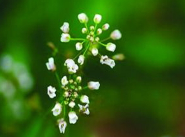 地菜花是什么菜？地菜花是熱性還是涼性