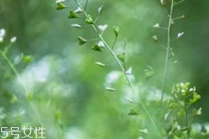 地菜花薺菜花煮雞蛋上午吃還是下午吃？