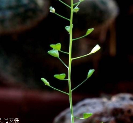 地菜花薺菜花煮雞蛋上午吃還是下午吃？
