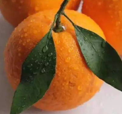 春見和不知火哪個好吃？春見不知火的不同
