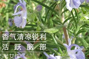 迷迭香精油怎么用？迷迭香精油使用注意事項