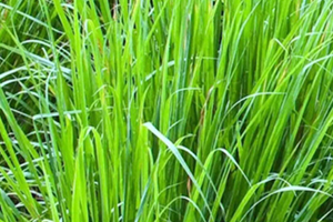 檸檬草精油怎么用？檸檬草精油使用禁忌