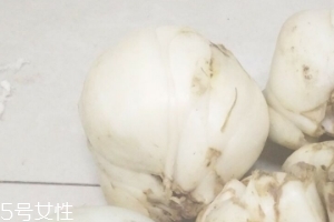 新鮮百合能種嗎？新鮮百合好種植嗎？