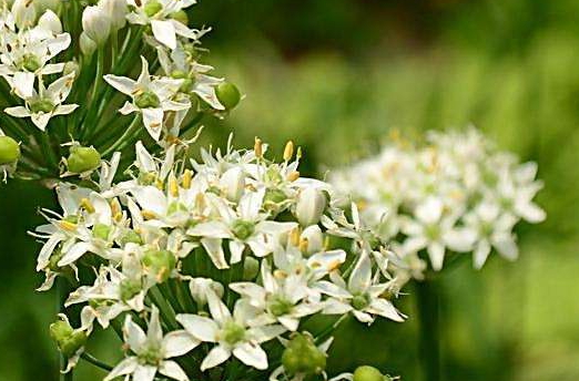 韭菜花多少錢一斤？韭菜花市場(chǎng)行情