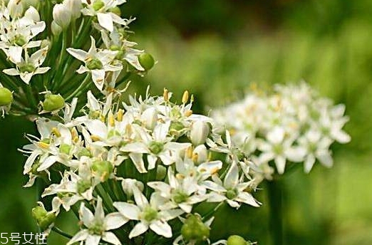 韭菜花和韭菜籽哪個好？韭菜花和韭菜籽的不同