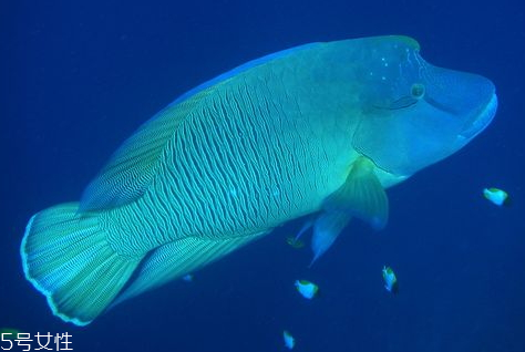 蘇眉魚(yú)多少錢一斤 蘇眉魚(yú)有毒嗎