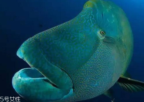 蘇眉魚(yú)多少錢一斤 蘇眉魚(yú)有毒嗎