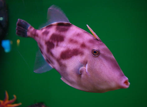 馬面魚(yú)多少錢一斤2018 馬面魚(yú)的選購(gòu)技巧