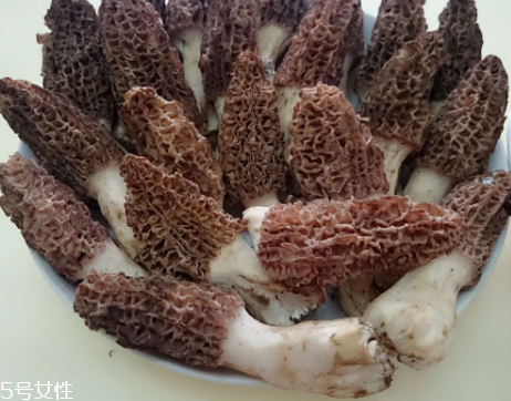 羊肚菌是什么東西？羊肚菌能吃嗎？